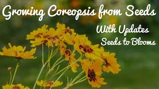 Growing Coreopsis from Seeds  With Full Updates [upl. by Craddock]