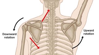 زياد الغزاوي  فيديو 21  Upward Rotation in Scapulothoracic Joint MSK pt [upl. by Eastman]