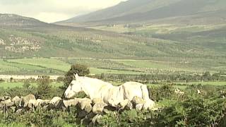 The Shannon Singers  Slievenamon [upl. by Duleba60]