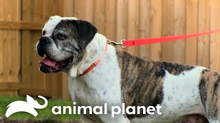 A Potential New Forever Home for Cheech  Pit Bulls amp Parolees  Animal Planet [upl. by Amzu]