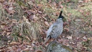 Koklass Pheasant  Kedarnath Wildlife Sanctuary  Chopta Bird Photography Tour  Bharat Puspwan [upl. by Owain]