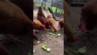 Giving back p2 cuke scraps greenhouselife garden chicken homegrown homesteadgarden homestead [upl. by Enowtna]