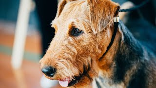 Airedale Terriers in a MultiPet Household [upl. by Gerger195]