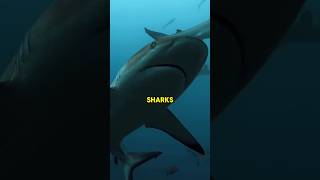 quotSharks The Ancient Rulers of the Ocean’s Depthsquot shark ocean facts [upl. by Weisman]