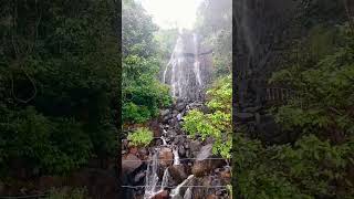 Amboli Ghat ♥️♥️naturewaterfallambolighattreesytshorts [upl. by Saisoj]