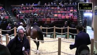 Lot 215  Brelan dAs  225000 euros  Arqana Autumn Sales [upl. by Eanar126]