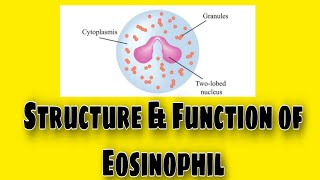 Eosinophilic Granules Lecture No 2 English [upl. by Selinda545]