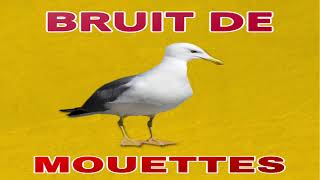 bruit de MOUETTES 🐦 crier [upl. by Hauck]