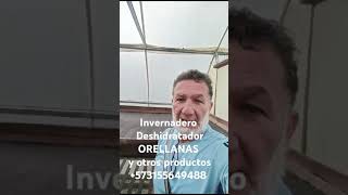 INVERNADERO DESHIDRATADOR PARA ORELLANAS Y OTROS ALIMENTOS Y PRODUCTOS 573155649488 agricultura [upl. by Oisor]