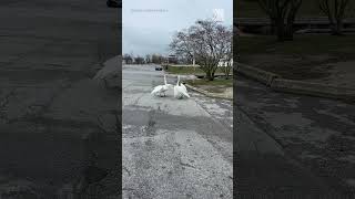 Watch Toronto swan mates reunite [upl. by Atelahs]