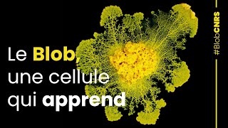 Le Blob une cellule qui apprend  Reportage CNRS [upl. by Old]