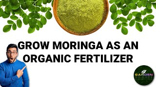 Grow Moringa As An Organic Fertilizer  Garden Of Hope [upl. by Ahsitel]