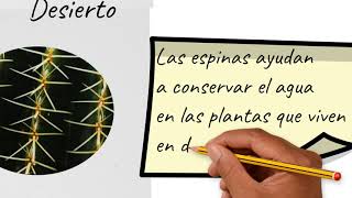 Describen diferentes adaptaciones de plantas a diferentes ecosistemas por ejemplo espinas [upl. by Pope]