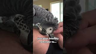 Your daily reminder 😉 remix africangrey recall parrotflying parrot [upl. by Areid]