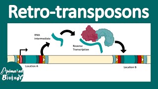 Retrotransposons  Retroviral retro transposon  Non LTR retrotransposon  LINEs and SINEs  molbio [upl. by Magdau277]