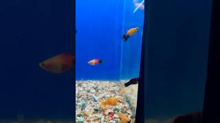 Molly fish 🐠fish aquarium guppy fishtank petsvlog mollyfish guppybreeding fishtankvlog [upl. by Leahcimal]