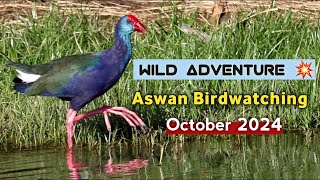 Guided birdwatching trip in Aswan Egypt [upl. by Magna]