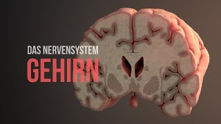 Nervensystem Teil 2 – Struktur und Funktionsweise des Gehirns [upl. by Erida311]