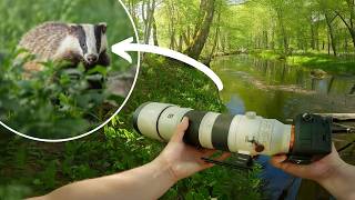 POV Nature Photography  Summer Birds amp Wildlife [upl. by Plato]