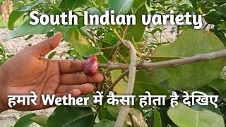 South Indian variety Thai King jamun white Jumbo chiku Sabnur plant and nursary [upl. by Ahsaercal]