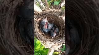 Poove poochudava song birds love emotions ❤cute [upl. by Avle]