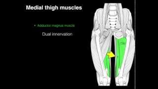 Medial compartment thigh muscles [upl. by Geof]