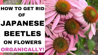 How To Get Rid of Japanese Beetles on Flowers Organically • Easy Step [upl. by Nomde]