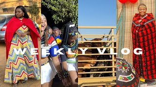 WEEKLY VLOG  EMMANUEL WEDS AUDREY KOZWANA  209  NDEBELE WEDDING [upl. by Dranreb291]