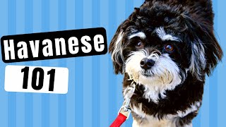 Havanese Dog 101  Dogs 101  Watch to learn all about the Havanese Dog [upl. by Skier]