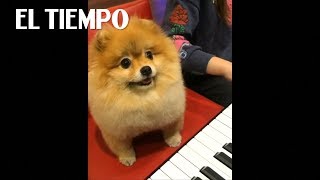 El video del perro Pomerania es un éxito en línea  EL TIEMPO [upl. by Christmas]