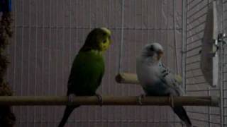 Chirping Parakeets [upl. by Seto]