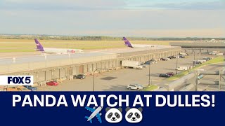 PANDA WATCH AT DULLES ✈️🐼🐼 [upl. by Ojiram615]