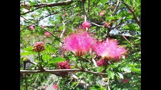 Calliandra surinamensis Calliandra tenuiflora Acacia fasciculata Inga fasciculata Surinam Powder [upl. by Tilagram449]