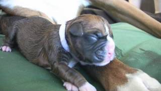 Amazing Puppy Birth Part 3 [upl. by Hudis]