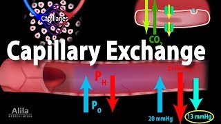 Capillary Exchange and Edema Animation [upl. by Danyluk275]