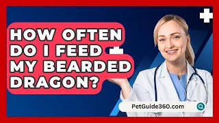 How Often Do I Feed My Bearded Dragon  PetGuide360com [upl. by Aniras]