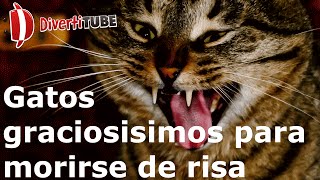 Gatos graciosísimos para morirse de risa [upl. by Ahseen]