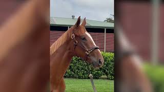 2024 Australian Easter Yearling Sale Lot 6 [upl. by Gerda]