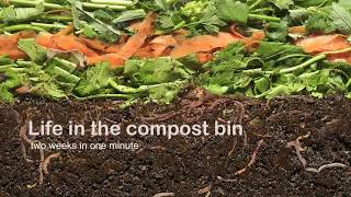 Vermicompost  Life in the compost bin [upl. by Housen]