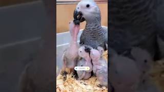 African Grey parrot babys growth viralshorts subscribe channel [upl. by Dam]