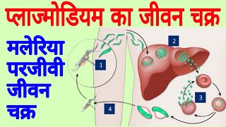 Life cycle of plasmodium  Malaria plasmodium  Plasmodium vivax  The Malaria life cycle explained [upl. by Ylluz]