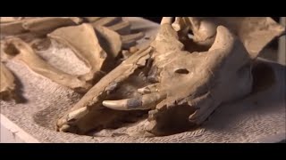 Nat Geo Documentary African Animal Jungle Life A Very Hot Summer 4K HD Video [upl. by Franciscka]