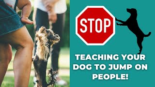 How to Stop Your Dog from Jumping on People [upl. by Waynant]