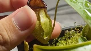 Review nepenthes aristolochioides x spectabilis x hamata BE4574 [upl. by Adrell334]