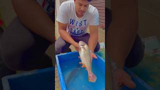 Swim bladder failure 😱 shortsvideo shortsviral shorts swimbladder [upl. by Belter384]