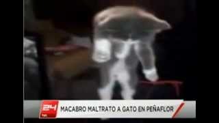 Video de maltrato a un gatito en Peñaflor provoca total repudio en las redes sociales Chile [upl. by Kosey563]