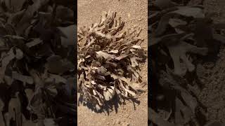 Horn wrack  looks like seaweed but is actually a colony of 1000s of animals call zooids hornwrack [upl. by Ilonka]