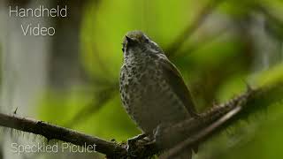 Speckled Piculet [upl. by Hairej]