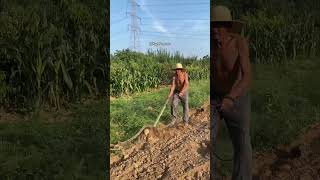 Reallife footage of elderly farmers plowing fields with horses in rural China [upl. by Constantin]