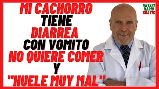 🟡 Mi CACHORRO tiene DIARREA Amarilla o con Vómito y Sangre 🟡 y NO Quiere Comer y HUELE muy MAL [upl. by Lussi]